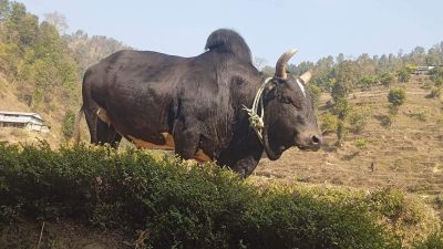 नुवाकोटको तारुकामा २८ हल गोरु जुधाईने