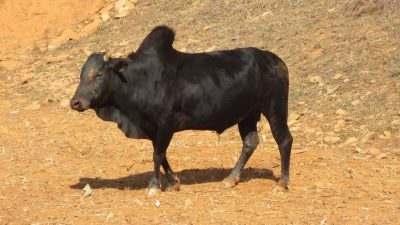गोरु काटेर मासु भाग लगाउँदै गर्दा नुवाकोटबाट पाँच जना समातिए