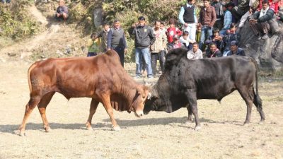 यस बर्ष तारुकामा २ दिनमा २८ हल गोरु जुध्ने