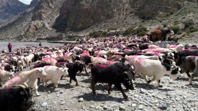मुस्ताङी च्याङ्ग्राको भुवा सङ्कलन