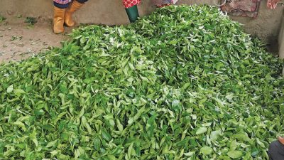 निर्यातको सम्भावना बढ्यो