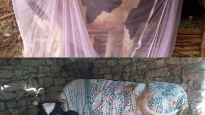 लम्पी स्किनका कारण गाईगोरु मरिरहदा किसानलाई महिनामै एक करोडभन्दा बढी क्षति
