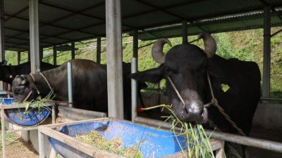 भारतबाट मुर्रा भैँसी, अमेरिका र अष्ट्रेलियाबाट घाँस