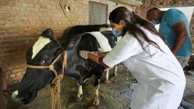 लम्पी स्किनको महामारीबाट पशु गुमाएका किसानलाई  तारकेश्वर गाउँपालिकाले आर्थिक सहयोग गर्ने