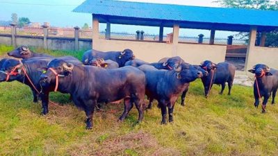 भारतबाट ल्याइएका मुर्रा राँगा नेपाललाई हस्तान्तरण