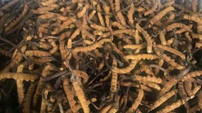 यार्चागुम्बाको निर्यात दोब्बरले बढ्यो