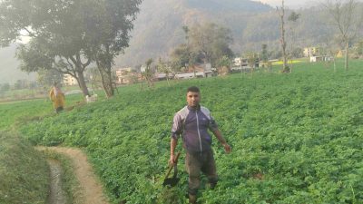 मासिक ३ लाखको कमाई छोडेर कृषि कर्ममा रामाउँदै रामचन्द्र