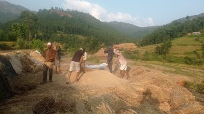 नुवाकोटका किसानलाई  धान भित्र्याउन चटारो