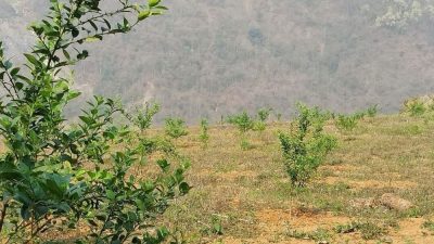 निसुल्क कागती र सुन्तलाको बेर्ना पाय संगै कृषिकहरु उत्साहित ।