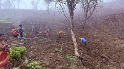घ्याङस्वारा पर्यटकीय पार्कमा ४३,००० चिया बिरुवा रोपण